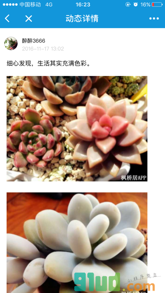 枫桥居花卉小程序截图
