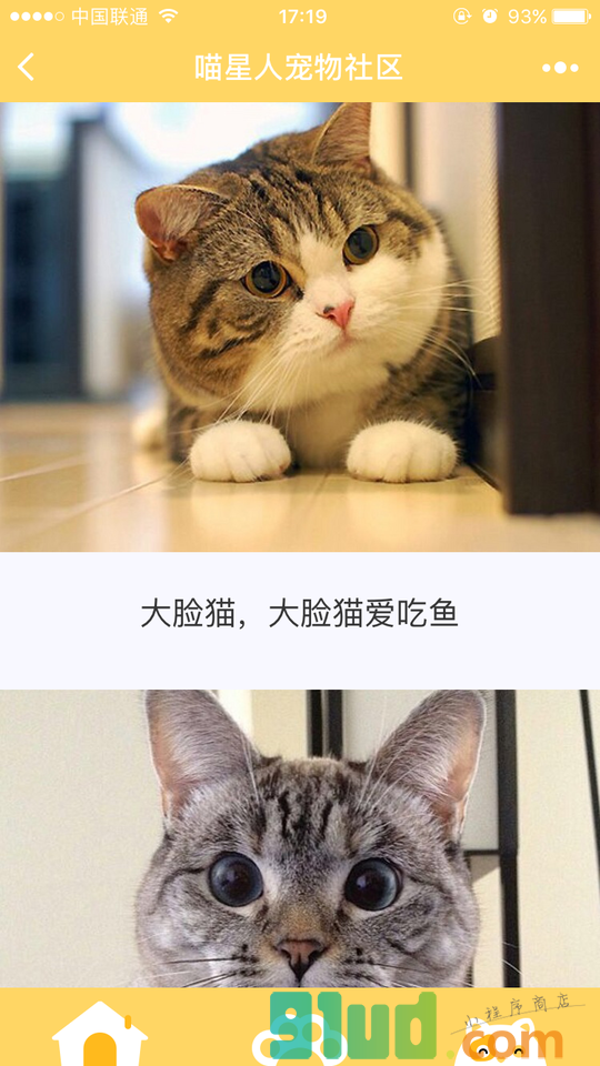 喵星人宠物社区小程序截图