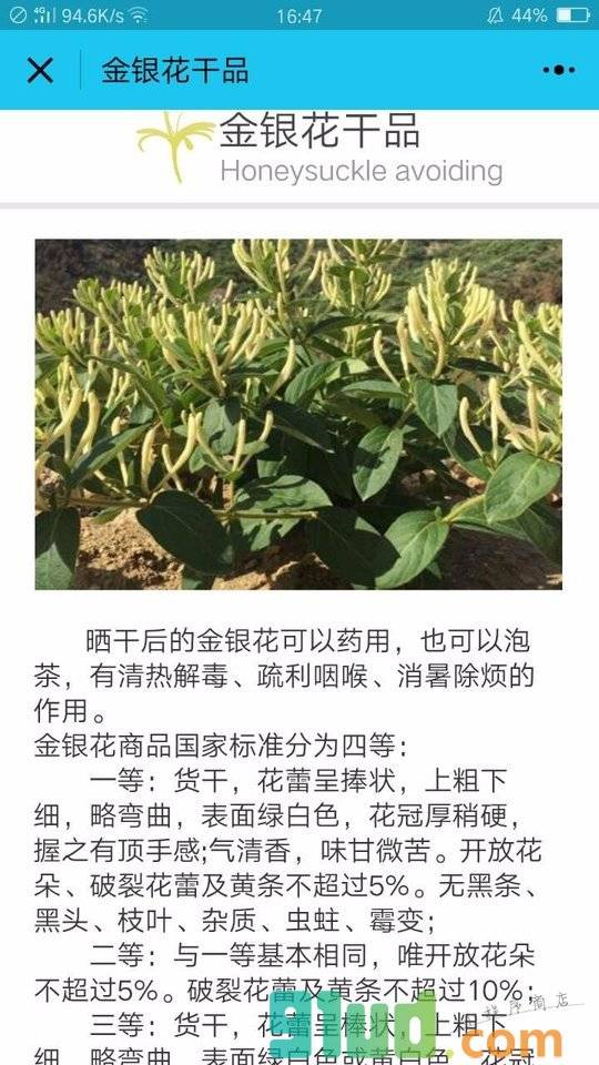 金银花种植技术小程序截图