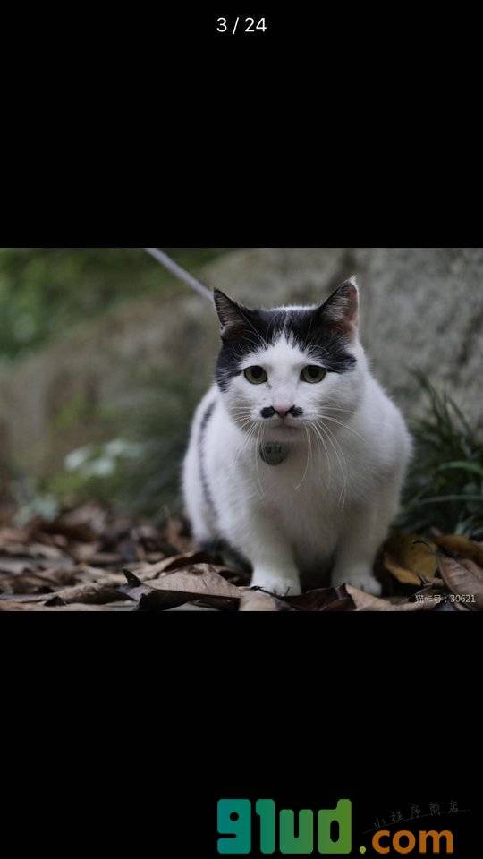 猫卡MeowCard小程序截图