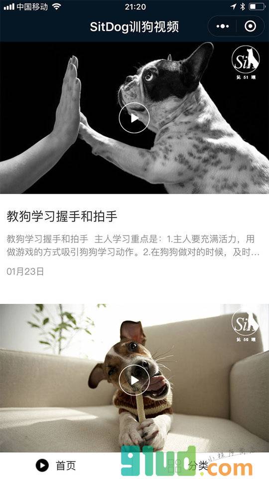 SitDog训狗视频小程序截图