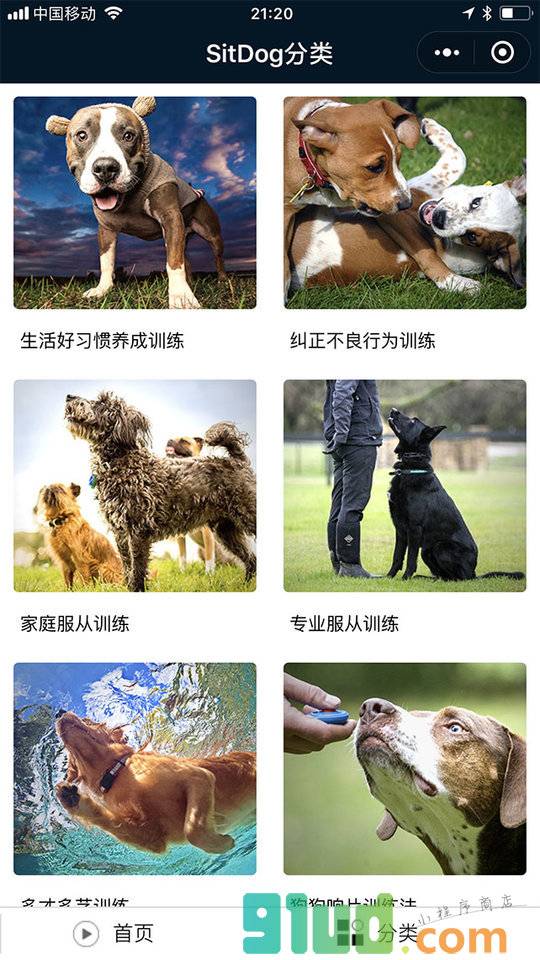 SitDog训狗视频小程序截图
