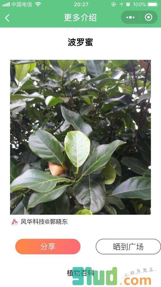 AI识花草小程序截图