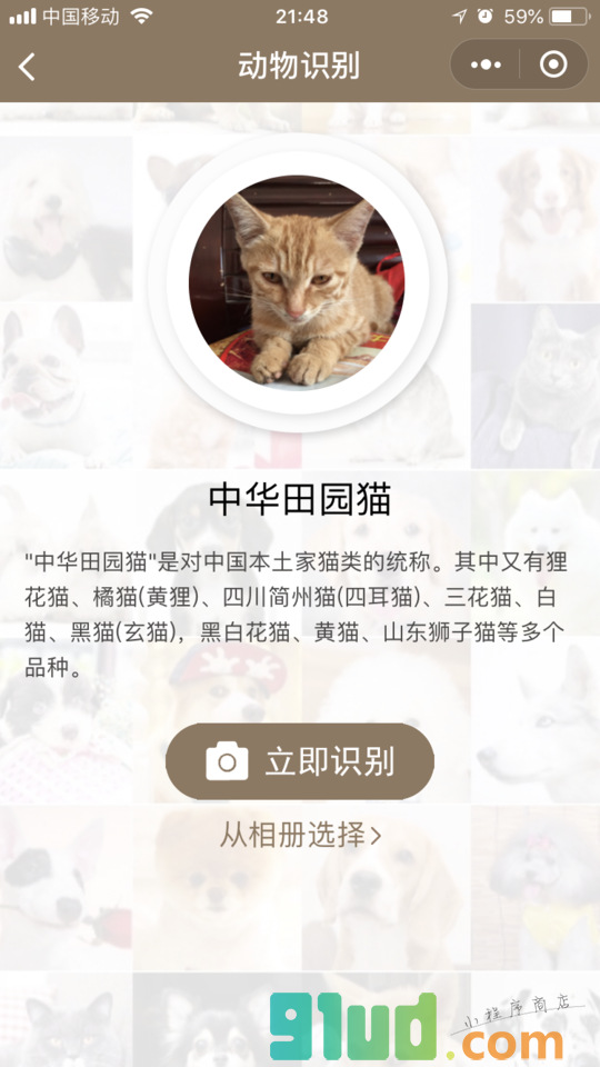 AI识别专家小程序截图
