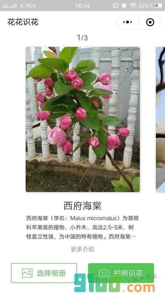 花花识花小程序截图
